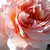 Roz - Trandafir nostalgic - Versigny
